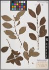 Foto von Salix caprea L.